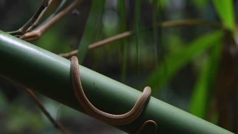 Eine-Gemeine-Scheinotter,-Die-Ihren-Körper-Um-Einen-Großen-Bambus-Im-Wald-Kräuselt,-Psammodynastes-Pulverulentus,-Nationalpark-Khao-Laem,-Thailand