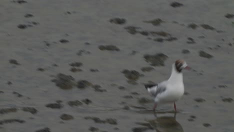 Black-Headed-Gull-Walking-Along-Wet-Ground-At-Texel