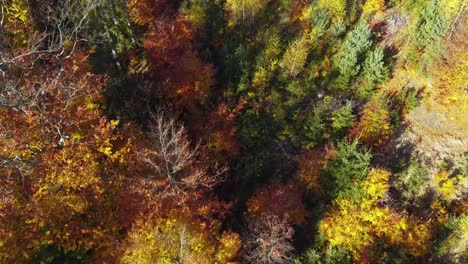 aerial-top-view-of-a-colourful-mixed-autumnal-forest,-sunny