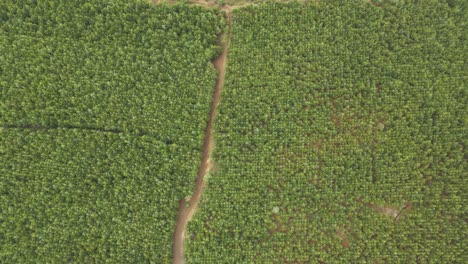 Top-down-view-of-forest,-woodland-aerial-shot