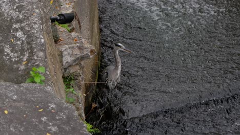 A-Great-Blue-Heron-stands-close-to-a-large-stone-in-shallow-running-water-as-the-camera-slowly-moves-to-peek-over-the-edge-from-a-high-angle