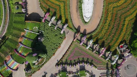 Drone-view-of-Miracle-Garden,-the-largest-natural-flower-garden-in-the-world-with-over-150-million-flowers-of-more-than-120-varieties