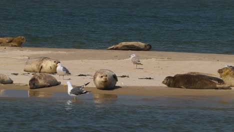 Robben-Und-Vögel,-Die-Sich-Auf-Sandbank-Bei-Texel-In-Den-Niederlanden-Entspannen