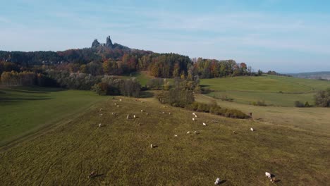 Fliegen-über-Ein-Feld-Mit-Vieh-In-Richtung-Der-Ruinen-Einer-Tschechischen-Burg-Trosky