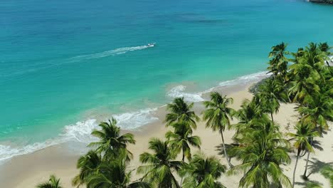 Tropical-Palm-Trees-At-Playa-Colorada,-Scenic-Beach-In-Las-Galeras,-Dominican-Republic