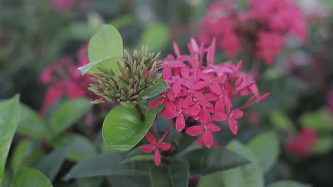 Ixora-red-flowers-swaying-in-the-wind-in-nature,-video-captured-in-slow-motion-60fps-HD