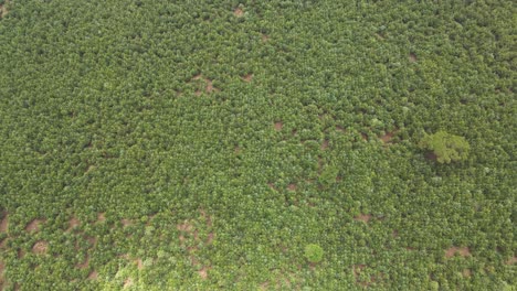 Top-down-view-of-forest,-woodland-aerial-shot