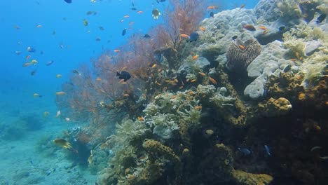 Bunte-Anthia-Fische-Und-Andere-Tropische-Fische,-Die-Um-Ein-Gesundes-Korallenriff-Schwimmen