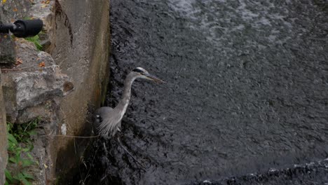 A-Great-Blue-Heron-slowly-walks-in-shallow-running-water-and-examines-its-surroundings