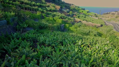 Luftschwenk-über-Kleine-Bio-Bananenplantage-Auf-Madeira-Portugal