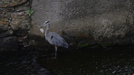 A-Great-Blue-Heron-stands-in-shallow-running-water-in-front-of-a-large-stone-and-slowly-looks-around