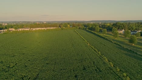 An-Aerial-Pull-Back-View-of-Corn-and-Other-Field-During-Late-Afternoon-Sun