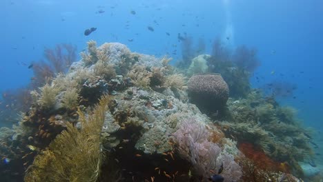 Variety-of-different-coral-on-a-huge-reef-scene