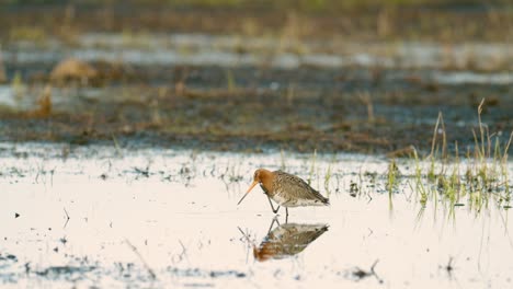 Black-tailed-godwit-during-spring-migration-in-wetlands-flooded-meadow-feeding-and-resting