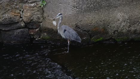 A-profile-of-a-Great-Blue-Heron-as-it-stands-in-front-of-a-large-stone-wall-in-shallow-running-water