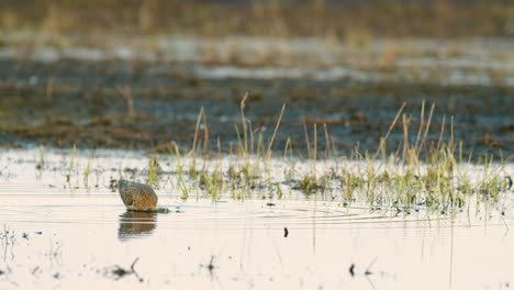 Black-tailed-godwit-during-spring-migration-in-wetlands-flooded-meadow-feeding-and-resting