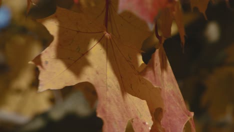 Nahaufnahme-Eines-Ahornblattes,-Das-Mit-Herbstfarben-Gefärbt-Ist-Und-Im-Wind-Flattert