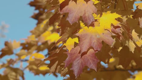 Herbstfarbene-Ahornblätter,-Die-Im-Wind-Flattern
