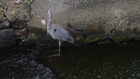 A-profile-angle-of-a-Great-Blue-Heron-standing-still-in-shallow-running-water-in-front-of-a-large-stone