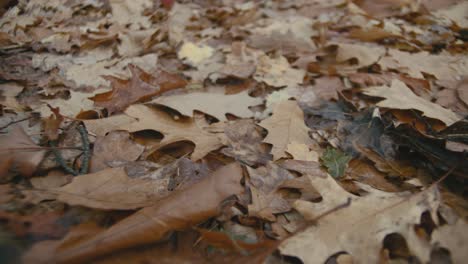 The-camera-slowly-passes-fallen-leaves-during-autumn-days