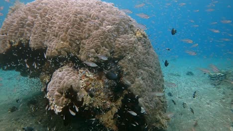Millionen-Kleiner-Glasfische-Um-Einen-Riesigen-Korallenkopf