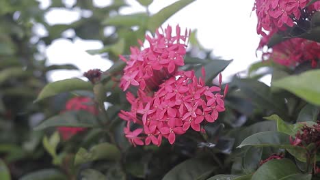 Nahaufnahme-Der-Roten-Ixora-Blume,-Video-In-Zeitlupe