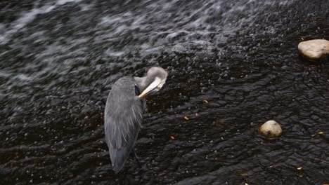 A-Great-Blue-Heron-preens-its-feathers-as-it-stands-in-shallow-running-water