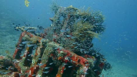 Vida-Marina-Y-Crecimiento-De-Coral-En-Un-Arrecife-Artificial