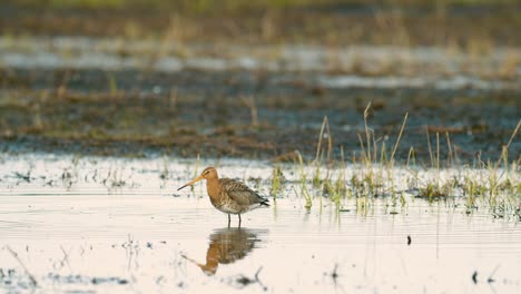 Black-tailed-godwit-during-spring-migration-in-wetlands-flooded-meadow-feeding-and-resting