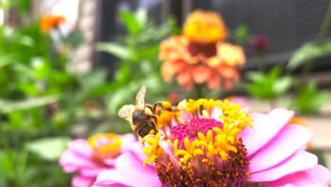 Makroaufnahme-Einer-Biene,-Die-Draußen-Eine-Rosa-Blume-Bestäubt,-In-4k