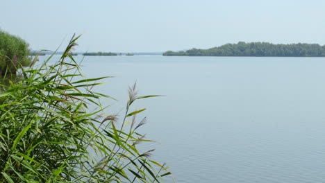 View-of-a-lake-and-reeds-moving-in-the-wind-during-a-sunny-day
