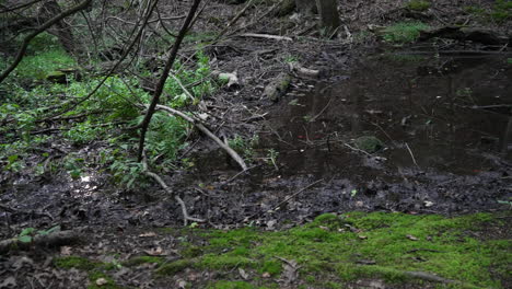 Waldboden-Voller-Schwarzer-Schlamm-Hintergrundbild