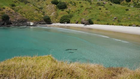 Idyllic-empty-sandy-beach-with-clear-water-at-Spirits-Bay-during-summer-day-in-New-Zealand---Paradise-on-earth
