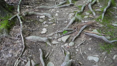 First-person-view-of-a-forest-floor-full-of-roots-background