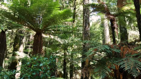 Panoramaaufnahme-Des-Dichten-Regenwaldes-Mit-Farnbäumen-Bei-Sonnenlicht-Im-Sommer---Spaziergang-Im-Whirinaki-Nationalpark-Von-Neuseeland