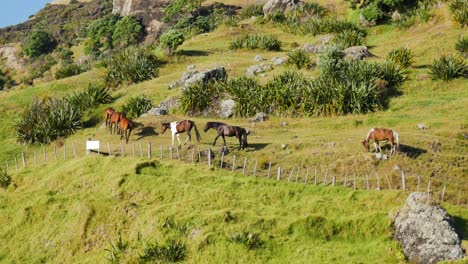 Wide-shot-of-walking-group-of-horses-on-hilly-meadow-at-Spirits-Bay,New-Zealand---Blue-sky-and-sunlight