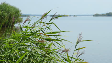 View-of-a-lake-and-reeds-moving-in-the-wind-during-a-sunny-day