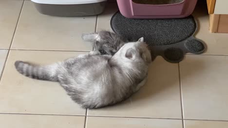 Chinchillas-Persian-Domestic-Cat-cat-playing-n-your-home