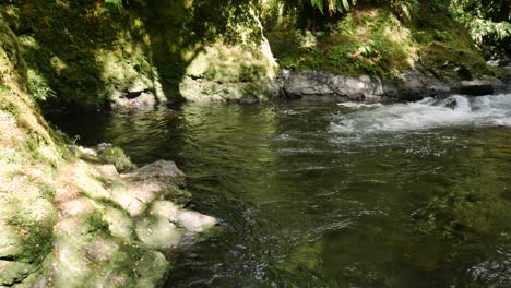 Fließendes-Wasser-Des-Natürlichen-Flusses-Im-Wirinaki-Te-Pua-a-tane-Conservation-Park,-Neuseeland