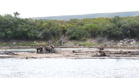A-Chacma-baboon-troop-digging-in-the-mud-on-the-edge-of-a-lake-for-invertebrates-and-edible-roots