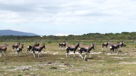 A-herd-of-bontebok-on-the-coastal-plain-with-dunes-in-the-background