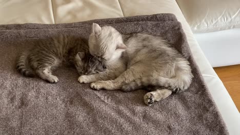 Chinchillas-Persian-Domestic-Cat-cat-cuddling-in-your-home
