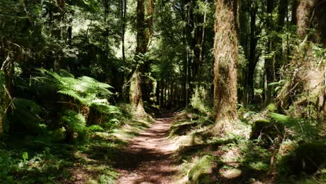 Dolly-Pov-Spaziergang-Durch-Dichten-Holzwald-Mit-Grünen-Blättern-An-Sonnigen-Tagen-In-Whirinaki,-Neuseeland