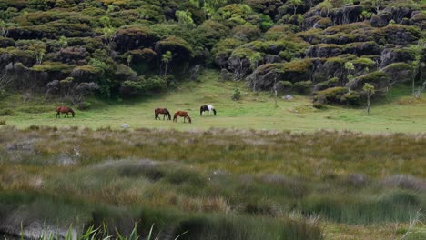 Wide-shot-showing-herd-of-Horses-grazing-in-front-of-growing-tropical-trees-on-hill-at-Spirits-Bay,New-Zealand