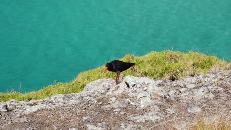 Tracking-shot-of-wild-black-tropical-bird-with-orange-beak-standing-on-rock-edge-and-screaming-during-sunny-day---Crystal-clear-ocean-water-of-Spirits-Bay-in-background