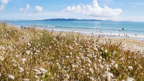 Nahaufnahme-Von-Blühenden-Gräsern-Und-Pflanzen-Am-Sandstrand-Von-Maitai-Bay-Im-Sommer---Blauer-Ozean-Im-Hintergrund---Neuseelandreise-Im-Sommer