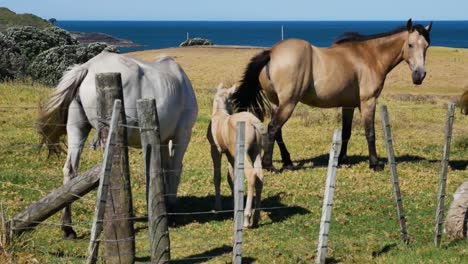 Familie-Verschiedener-Pferde,-Die-Während-Des-Sommertages-Auf-Der-Wiese-Vor-Dem-Blauen-Ozean-Grasen---Maitai-Bay,-Neuseeland---Nahaufnahme
