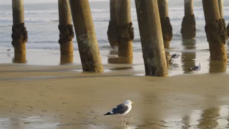 Seagull's-along-side-a-pier-at-low-tide