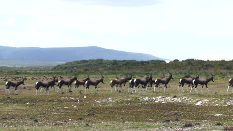 A-herd-of-bontebok-start-to-run-off-on-a-coastal-plain-under-a-cloudy-sky