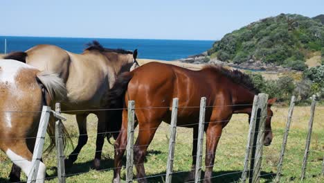 Nahaufnahme-Von-Niedlichen-Jungen-Und-Alten-Pferden-In-Verschiedenen-Farben,-Die-An-Sonnigen-Tagen-In-Neuseeland-Auf-Der-Wiese-Grasen